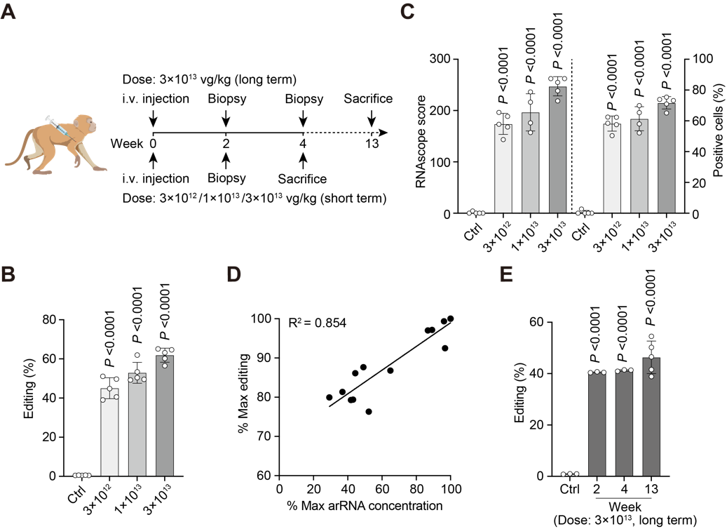  达姆施塔特定位精准反击，高效转化机会定乾坤